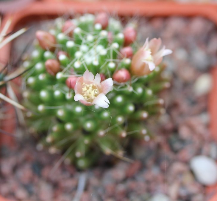 Mammillaria Oteroi