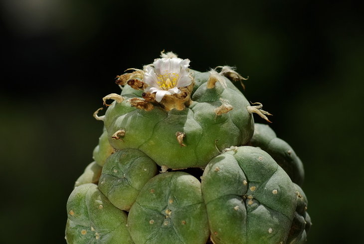 L.w. v. caespitosa