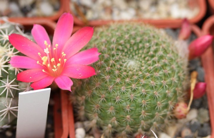 Rebutia sp.