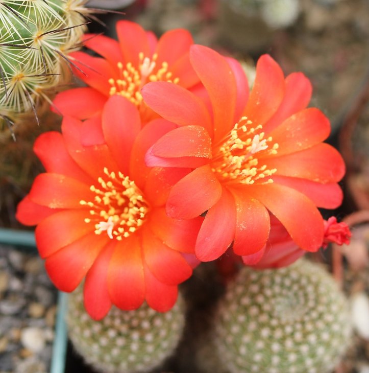 Rebutia sp.