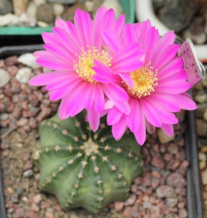 Echinocereus pulchellus