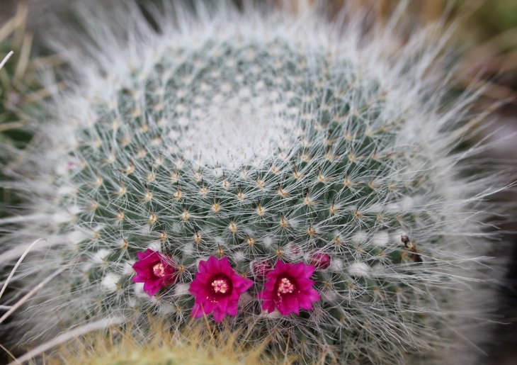 Mammillaria sp.