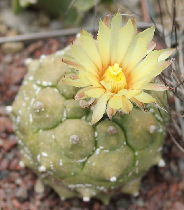 Astrophytum asterias kikko