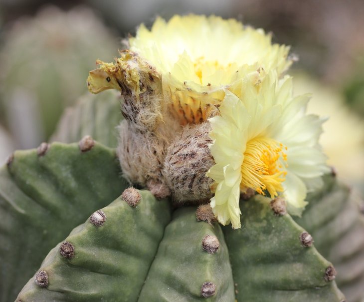 Astrophytum myriostigma kikko
