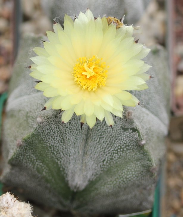 Astrophytum myriostigma