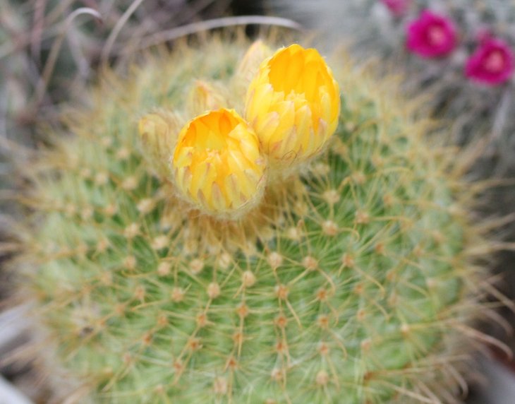 Parodia mutabilis