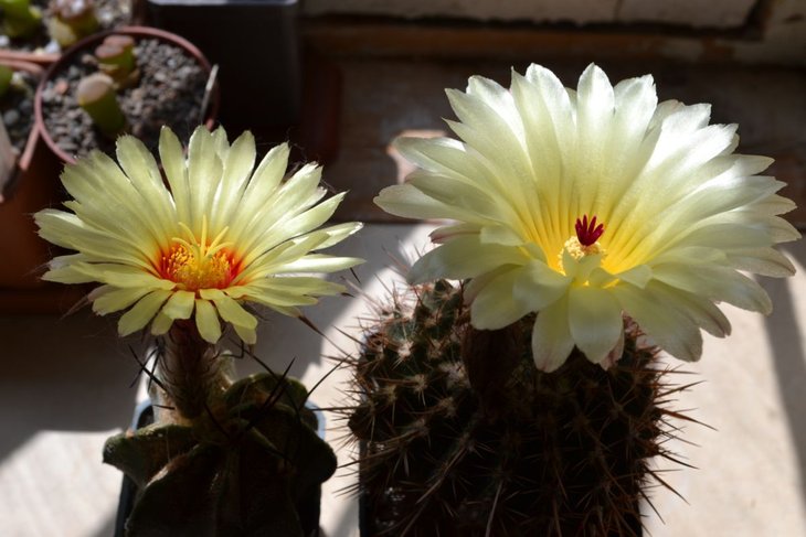 astrophytum  и  notocactus