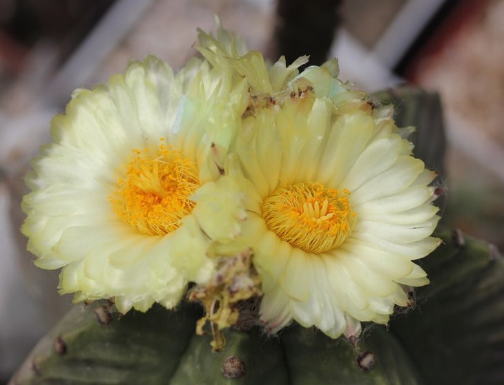 Atrophytum myriostigma kikko