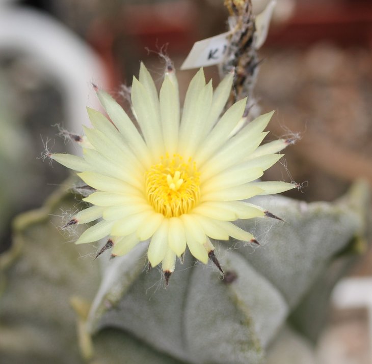 Atrophytum myriostigma