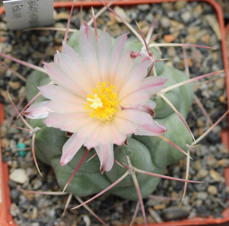 Telocactus hexaedrophorus v. fossulatus
