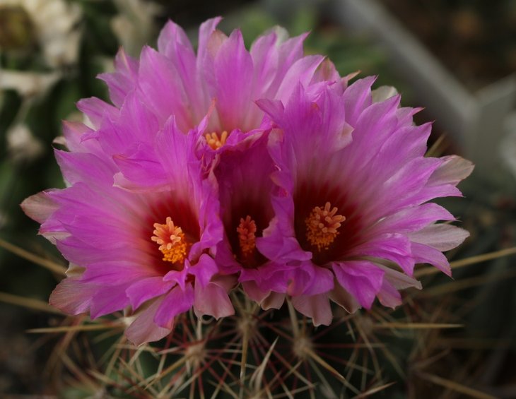 Thelocactus bicolor v tricolor