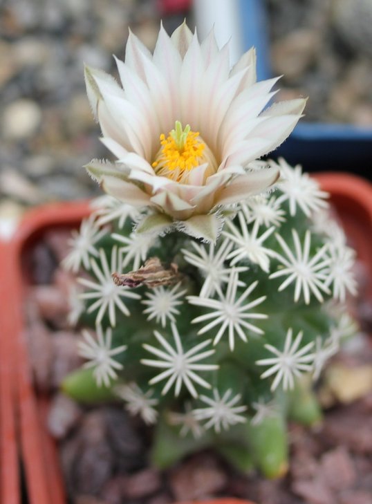 Escobaria abdita