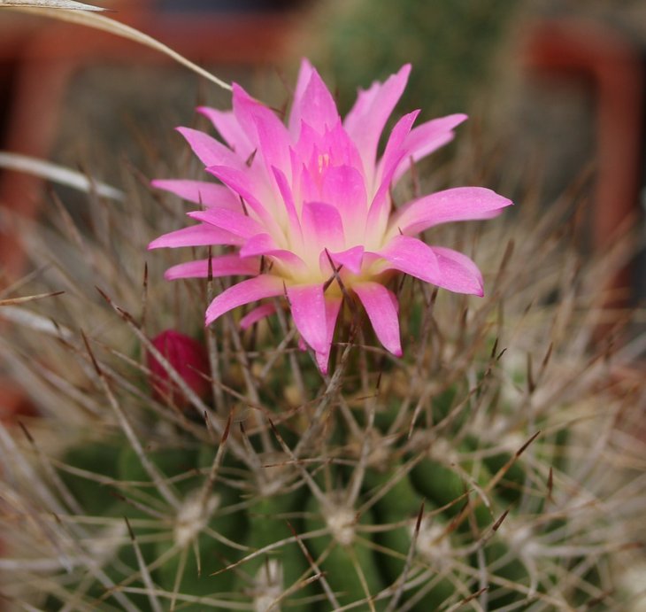 Neochilenia sp.