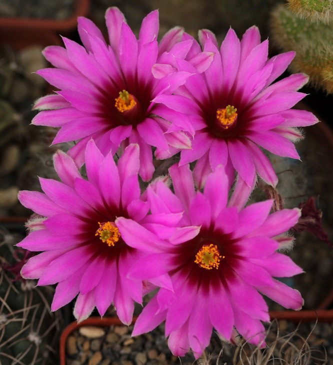 Krainzia guelzowiana