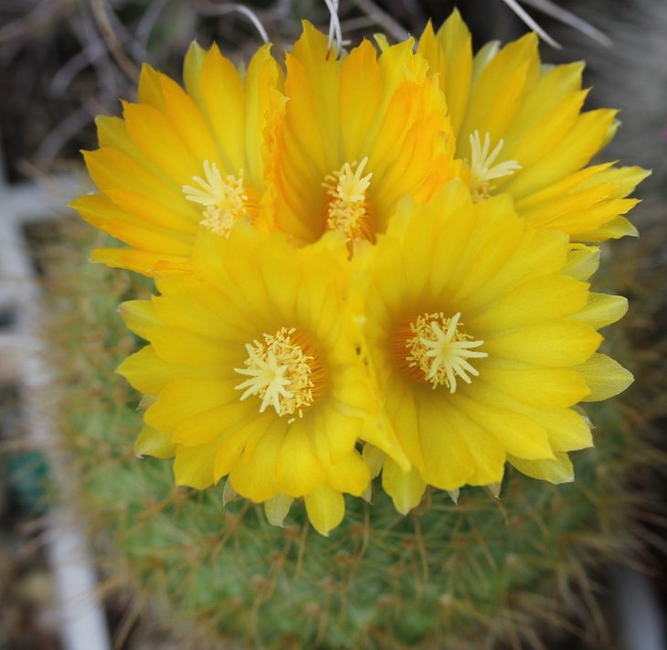 Parodia mutabilis