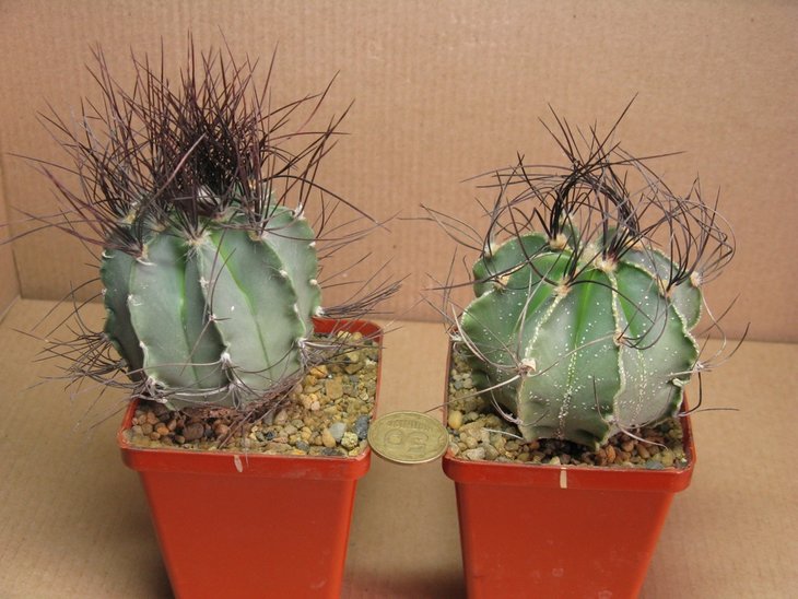 Те самые близнецы Astrophytum senile