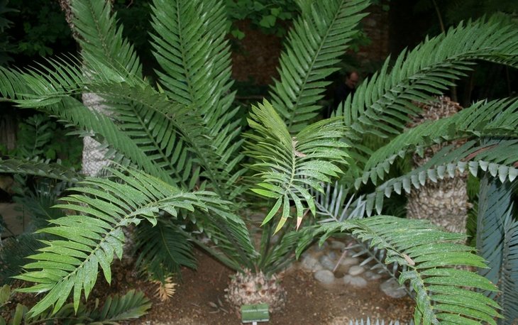 Encephalolartos lehmannii.JPG