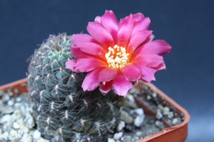 Sulcorebutia canigueralii G20a