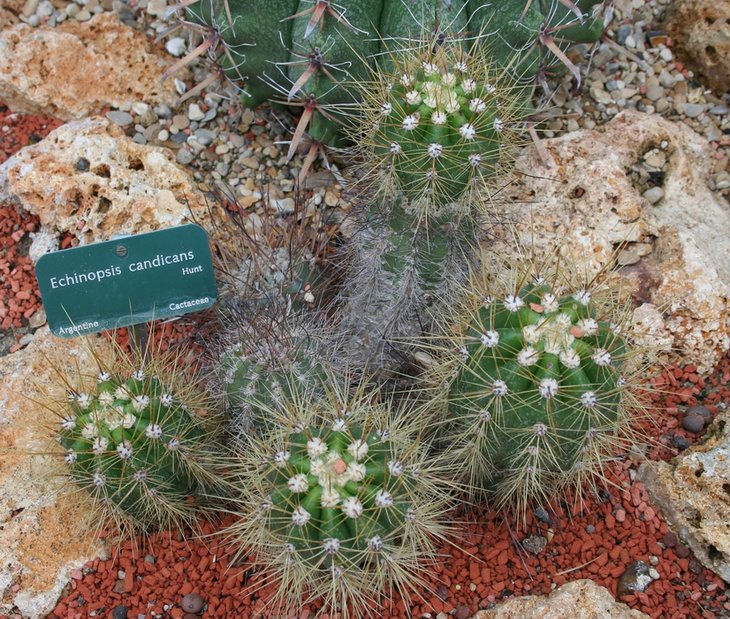 Echinopsis candicans