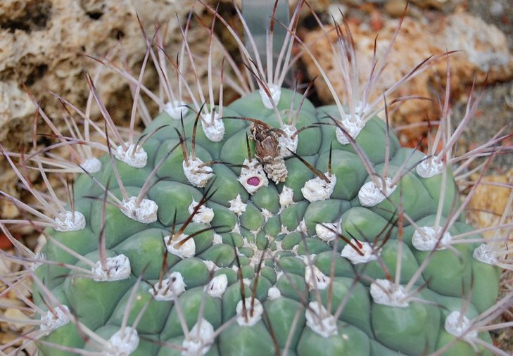 Gymnocalycium zegarrae