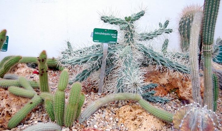 austrocylindropuntia tunicata