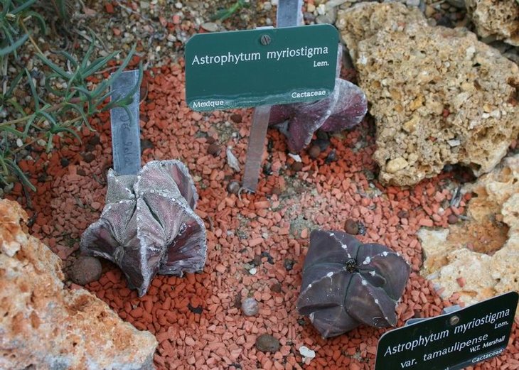 Astrophitum.jpg