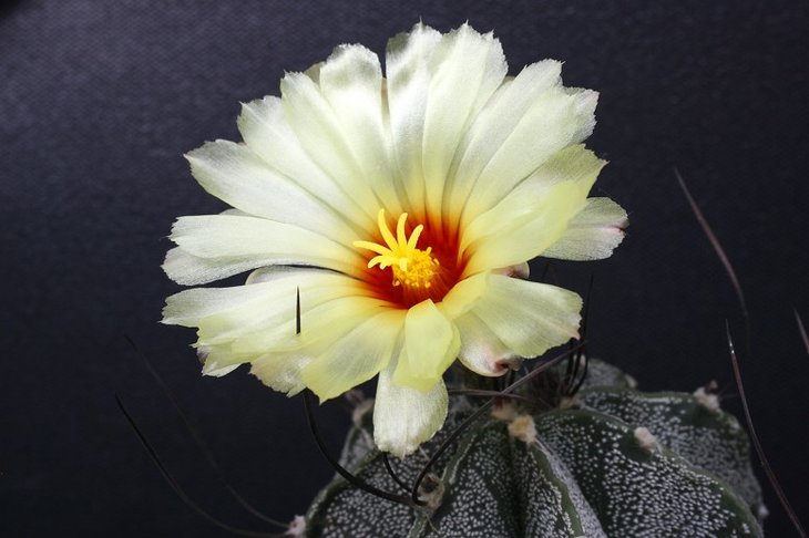 Astrophytum capricorne v. major