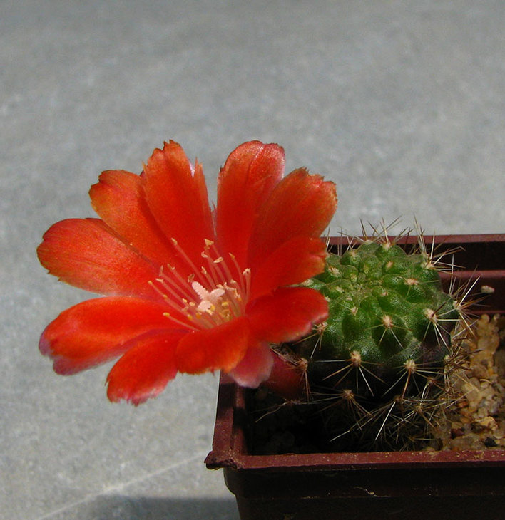 REBUTIA kupperiana WR 324
