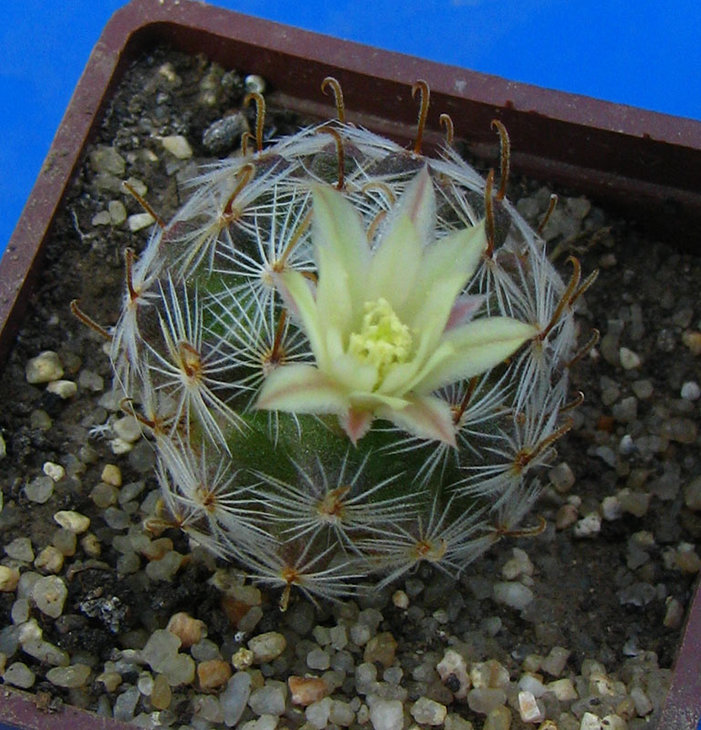Mammillaria monancistracantha первое цветение<br />семена от Мирошниченко