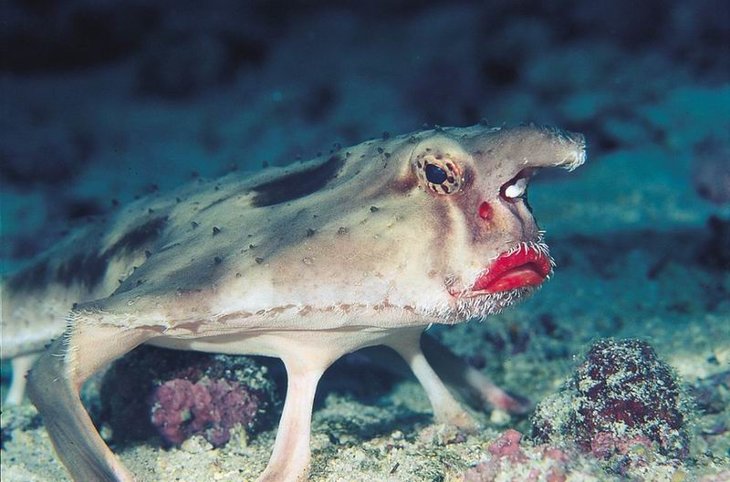 Ogcocephalus_darwini.jpg
