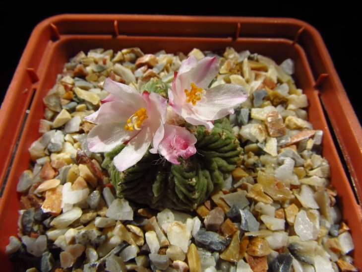 Aztekium ritteri