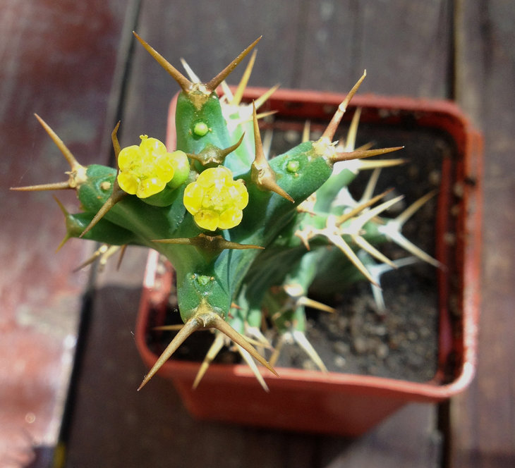 euphorbia_var.jpg