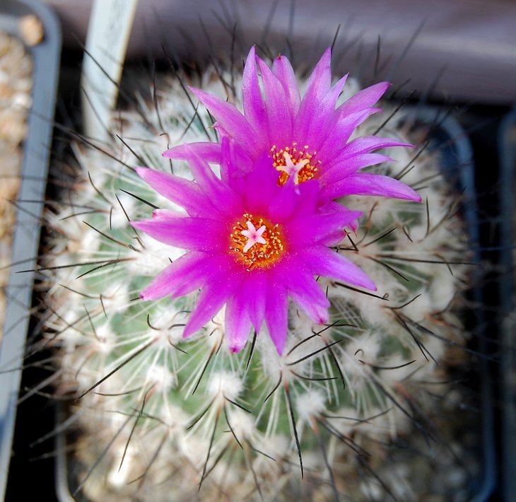 Gymnocactus viereckii.jpg