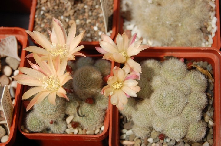 Rebutia cv.'Sunrise'.jpg