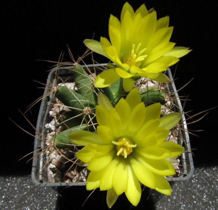 Dolichothele longimamma