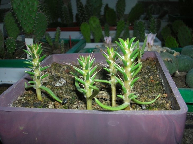 maihuenia2.JPG