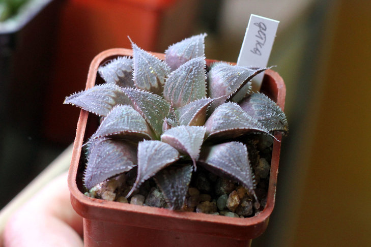 Haworthia wimii hybr. (Haworthia emelyae var. major по Брюсу Байеру), детка. Куплена почти год назад у Наты Эллис