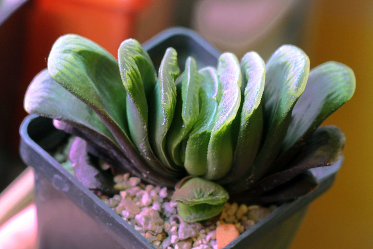 Haworthia cv. Lime Green. Куплена два с половиной года назад в Москве