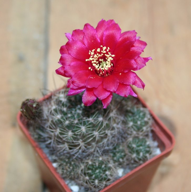 Lobivia cinnabarina