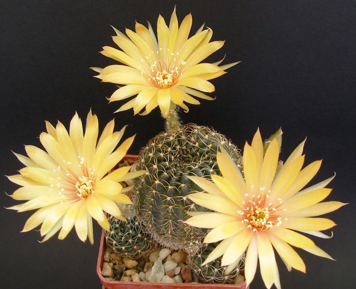 Lobivia arachnacantha.jpg