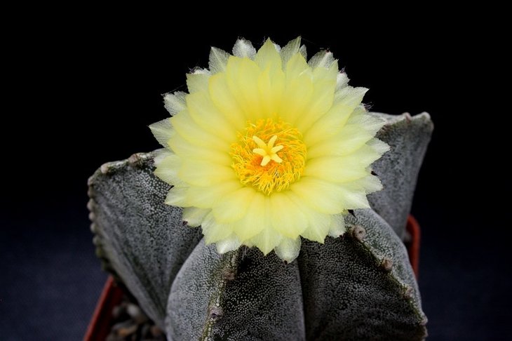 Astrophytum myriostigma v. potosinum