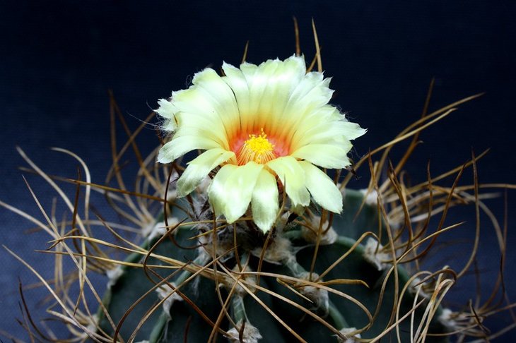 Astrophytum senile v.aureum