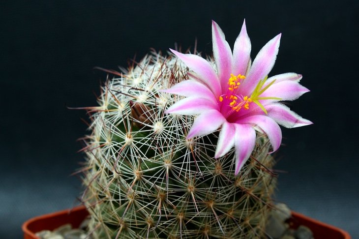 Mammillaria oliviae