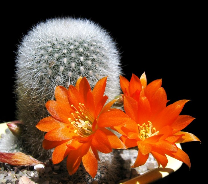 Rebutia (aylostera) muskula IMG_7705.jpg