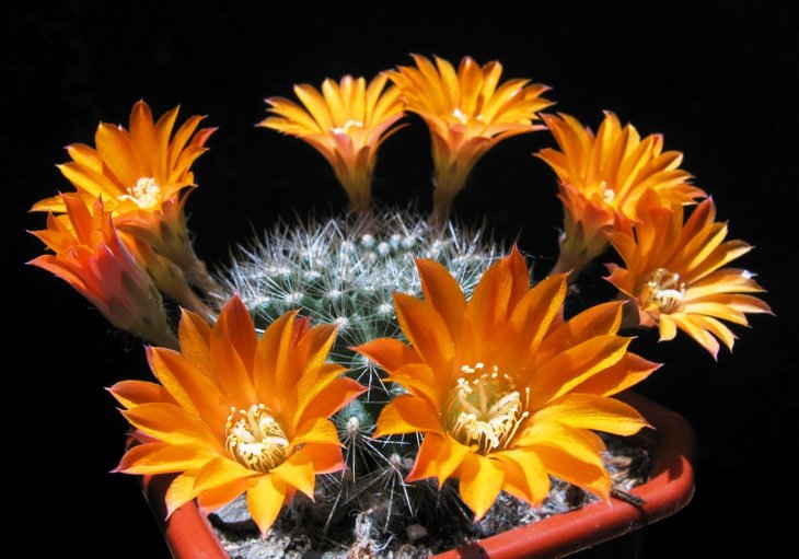 Rebutia (aylostera) flavistyla IMG_7657.jpg