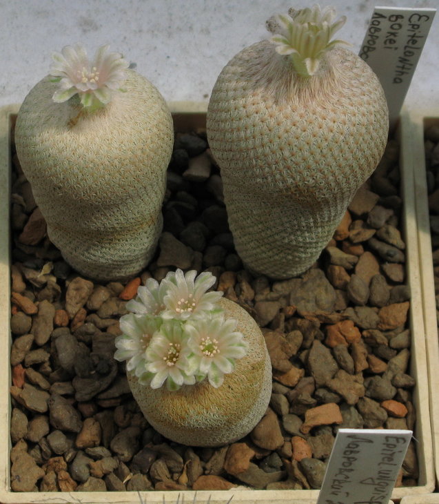 Epithelantha bokei.