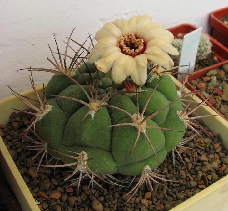 Gymnocalycium pflanzii..jpg