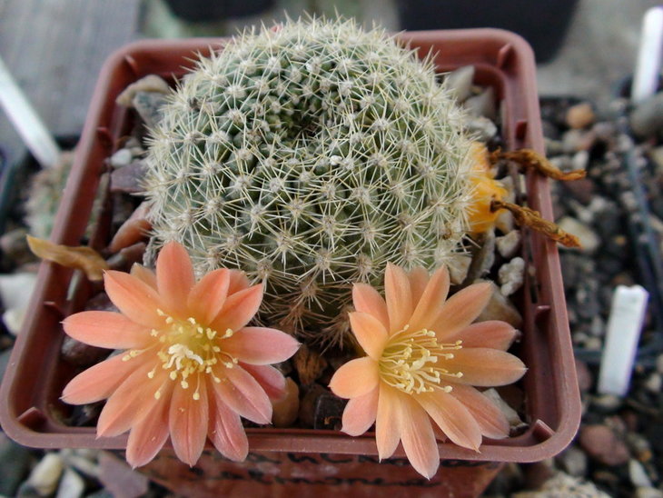 Rebutia xanthocarpa v.salmonea