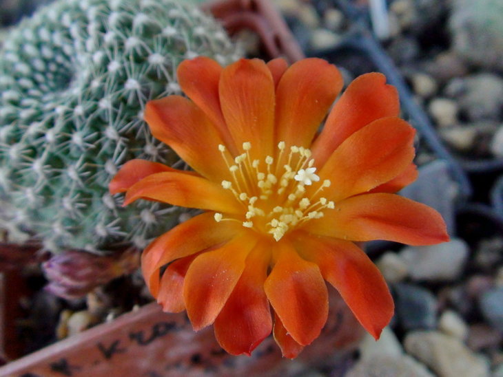 Rebutia krainziana