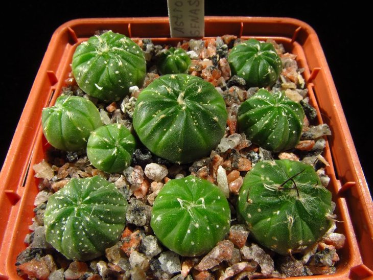 Astrophytum SENAS F3 pink fl-по легенде, чистый гранит